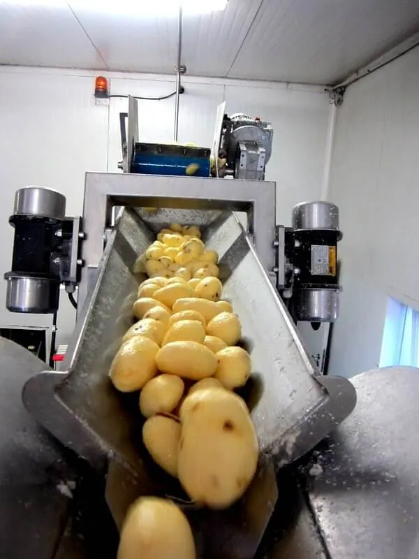 Acheminement des pommes de terre épluchées