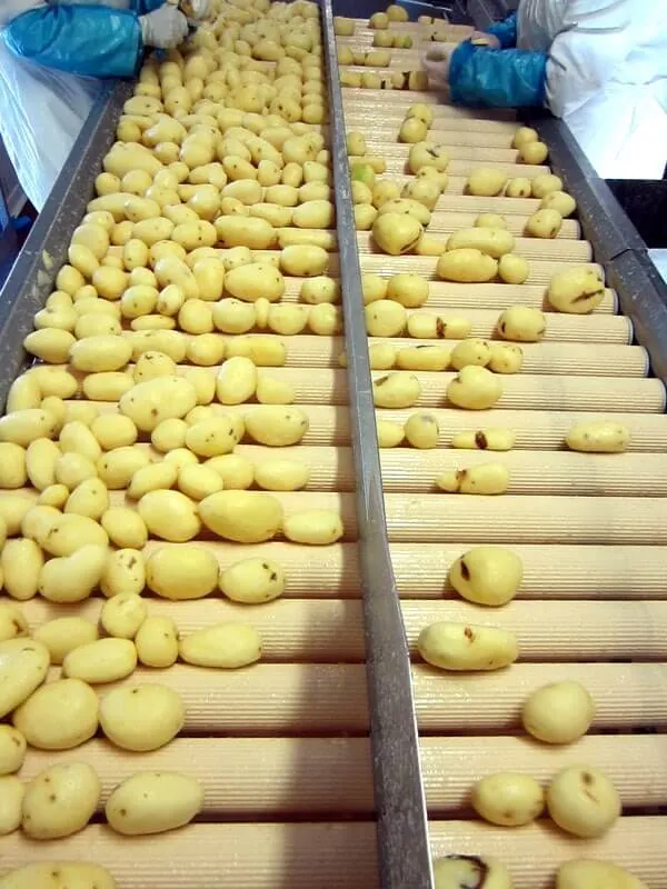 Acheminement des pommes de terre vers l'épluchage