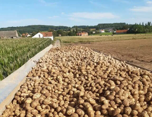Benne remplie de pommes de terre dans un champ