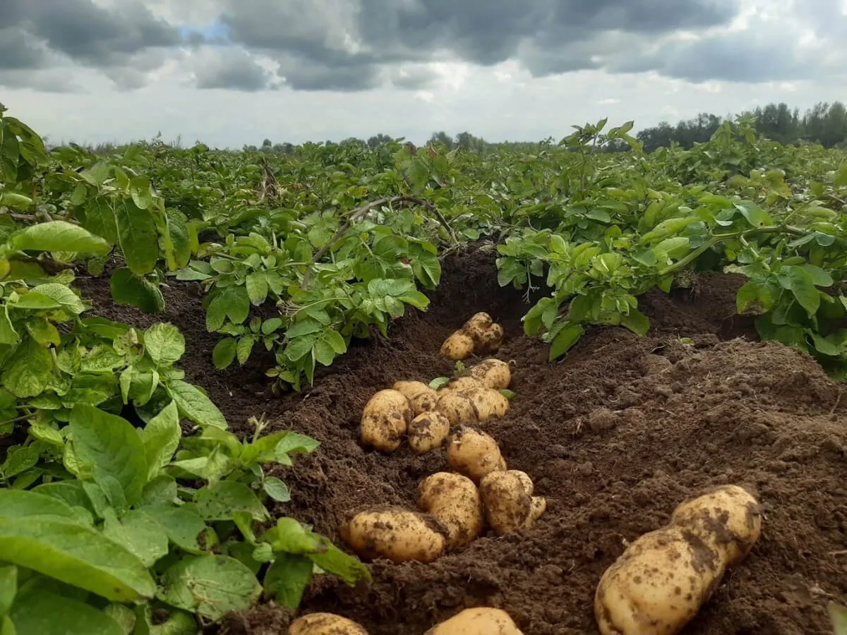 Champ de pommes de terre en culture