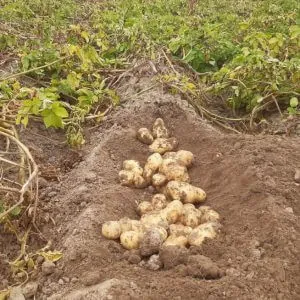 Motte de pommes de terre fraîchement arrachées